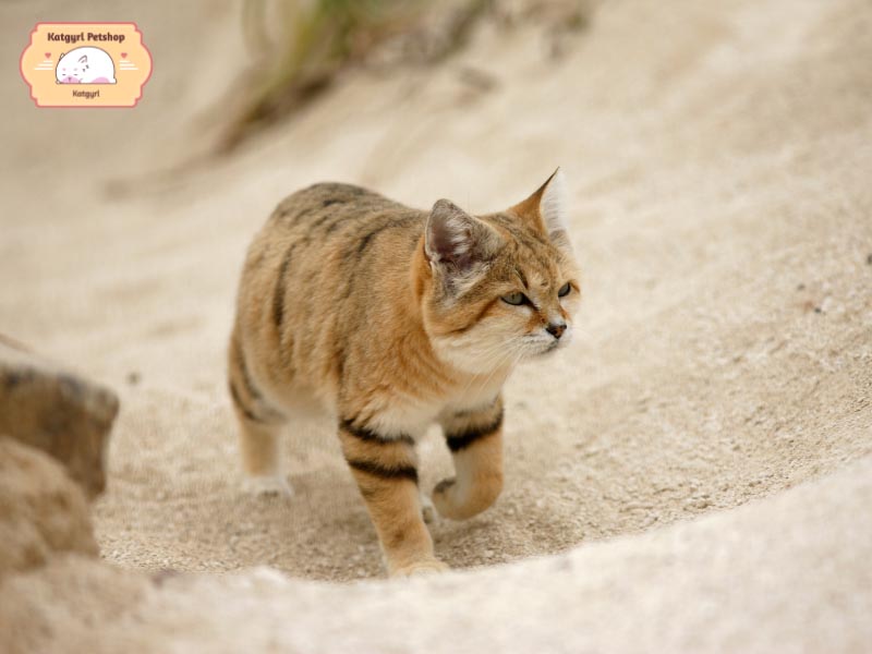 Giống mèo hoang mạc Trung Hoa này thường sinh sống và thích nghi ở những môi trường sống và khí hậu khắc nghiệt.
