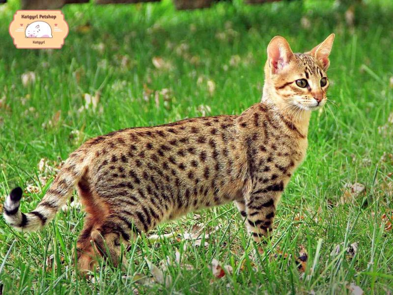 Mèo Savannah là giống mèo lai lớn nhất