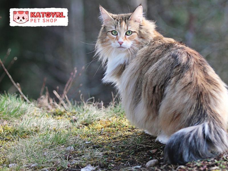 Giống mèo này ban đầu thường sống trong các khu rừng ở Na Uy