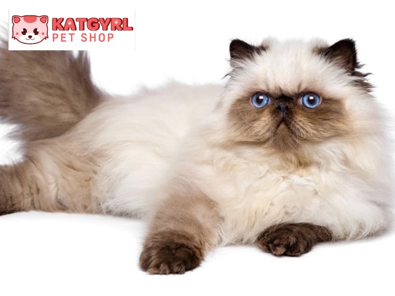 Kế thừa những ưu điểm từ bố và mẹ, mèo Ba Tư Himalaya sở hữu bộ lông vô cùng ấn tượng cùng điểm nhấn là đôi mắt xanh sâu thẳm.