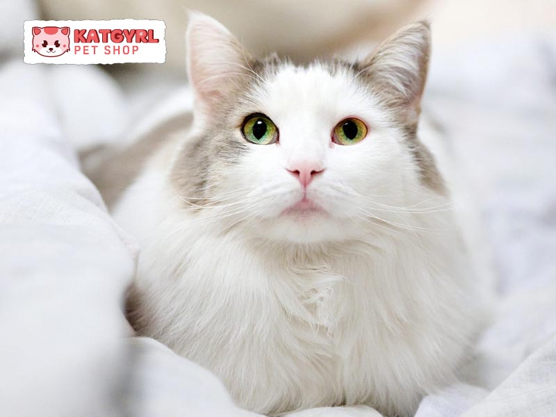Lông mèo Angora dài và mượt, trắng muốt