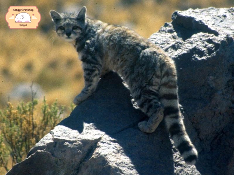 Mèo Andean cần được bảo tồn trước niềm tin sai lệch rằng giết một chú mèo Andean sẽ mang lại may mắn.