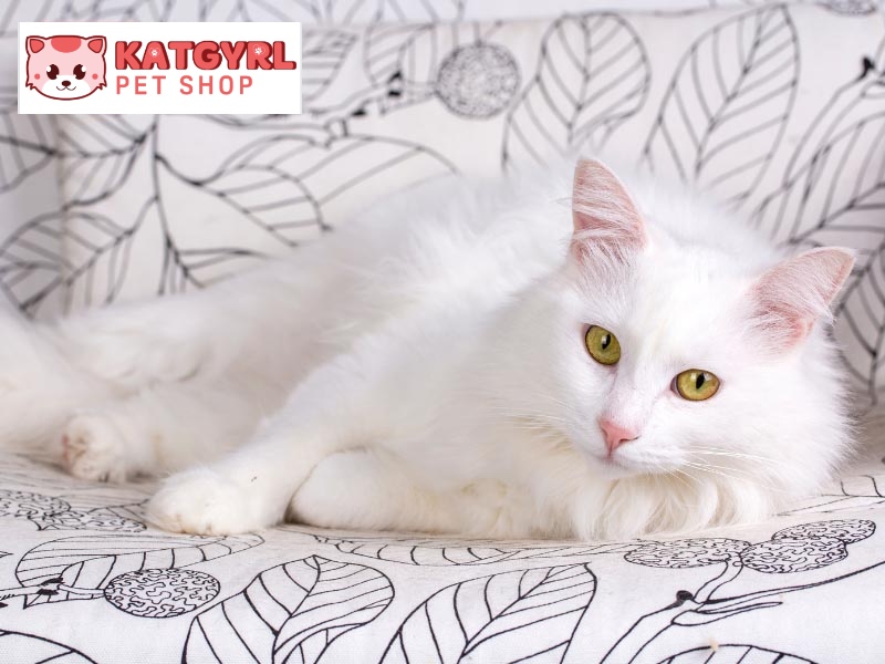 Mèo Angora Thổ Nhĩ Kỳ với hình thể cân đối và bộ lông mềm mịn khiến nhiều sen không thể cầm lòng và chỉ muốn bế về nuôi.