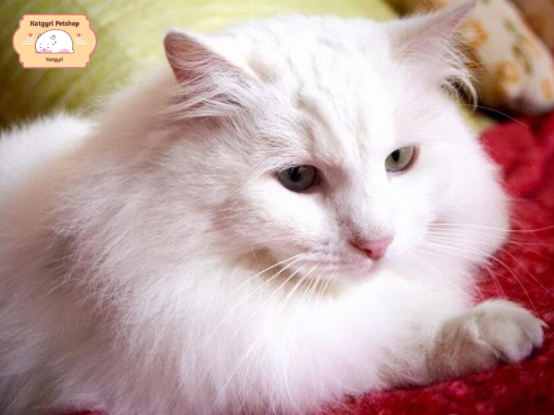 Mèo Angora có bộ lông trắng mềm mượt