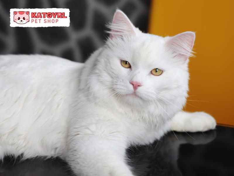 Mèo Angora là giống mèo của Thổ Nhĩ Kỳ