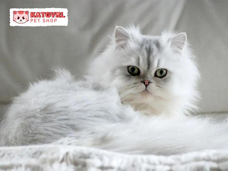 Mèo Anh lông dài Ba Tư có tính cách thân thiện, ôn hòa và thích quấn lấy chủ nhân