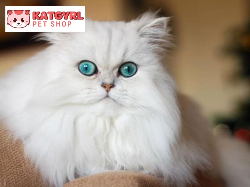 Mèo Anh lông dài có tính cách đáng yêu, gần gũi với con người và cực kỳ quấn chủ.