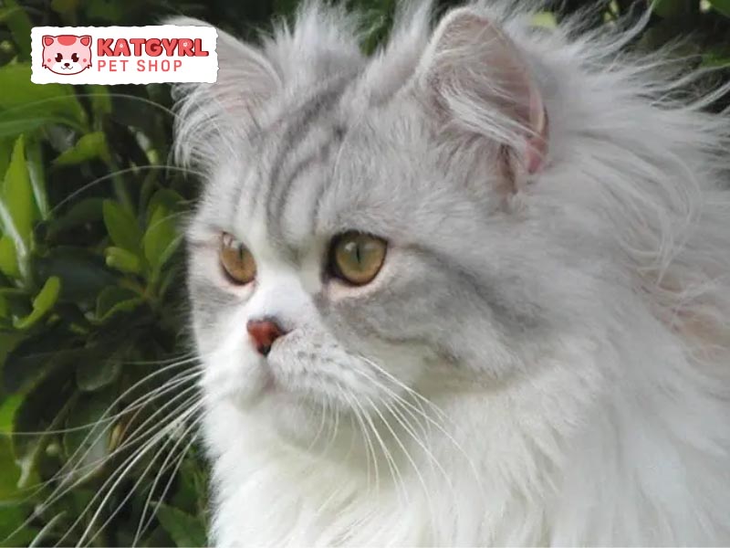 Mèo Anh lông dài phối giống màu shaded - smoker –shell