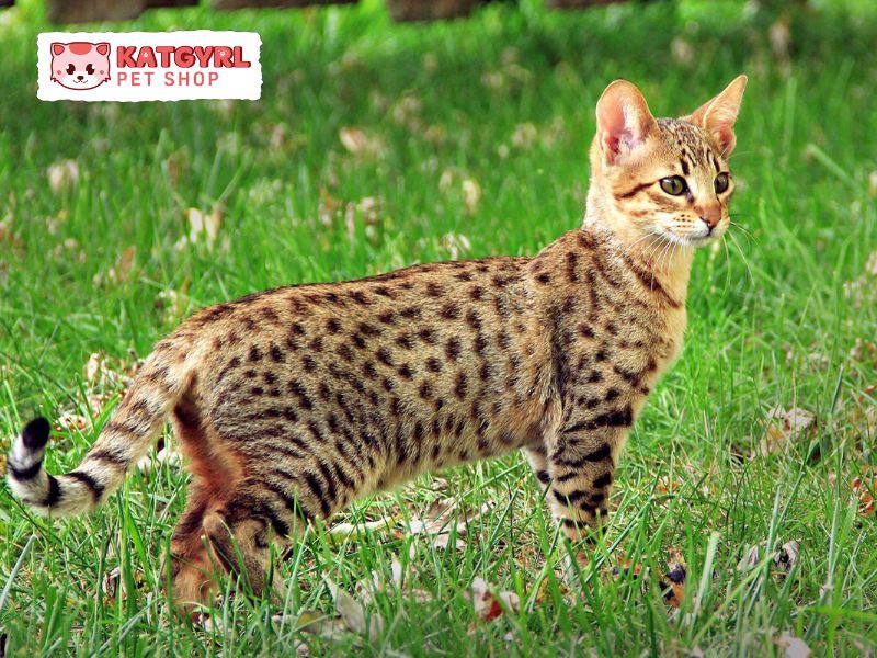 Mèo Ashera - Loài mèo siêu quý hiếm