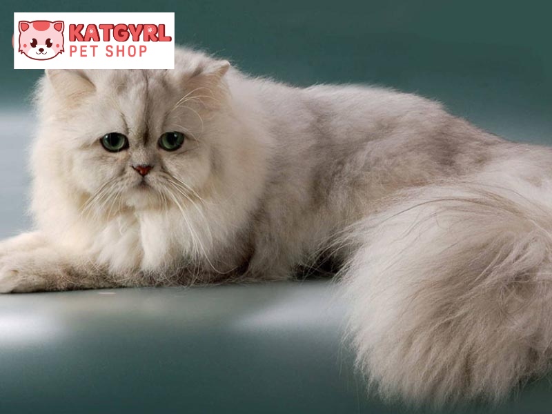 Mèo Ba Tư có tính cách thân thiện, gần gũi và ngoan ngoãn.