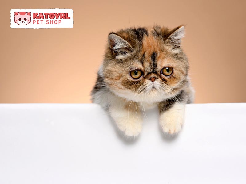 Mèo Ba Tư lông ngắn có đôi mắt tròn xoe đáng yêu