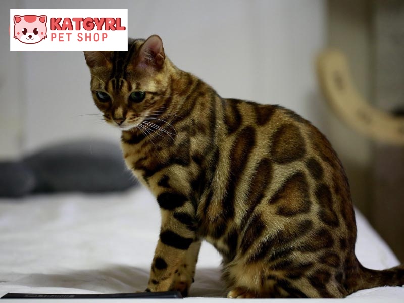 Mèo Bengal có lông họa tiết vằn trông như những chú báo rừng hoang dã.