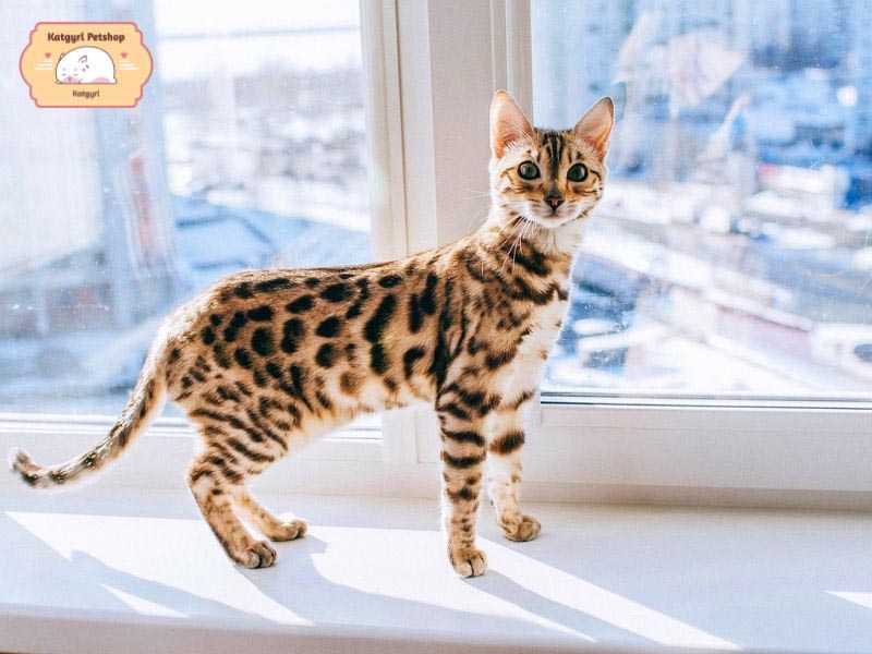 Mèo Bengal thông minh, sở hữu bộ lông đặc sắc khiến nó trông như nửa báo nửa hổ
