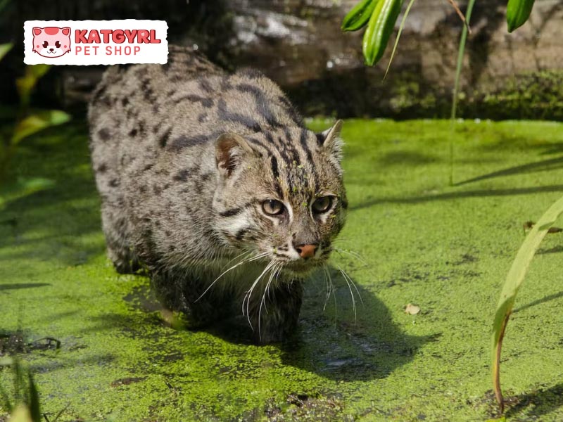 Mèo Cá săn dành nhiều thời gian săn mồi ở dưới nước