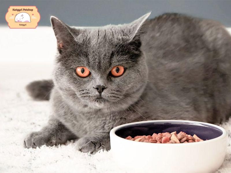 Mèo Chartreux với tính cách nhanh nhẹn và kỹ năng săn mồi giỏi