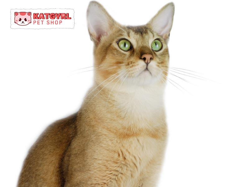 Mèo Chausie được yêu thích vì ngoại hình xinh đẹp và tính tình nhạy bén
