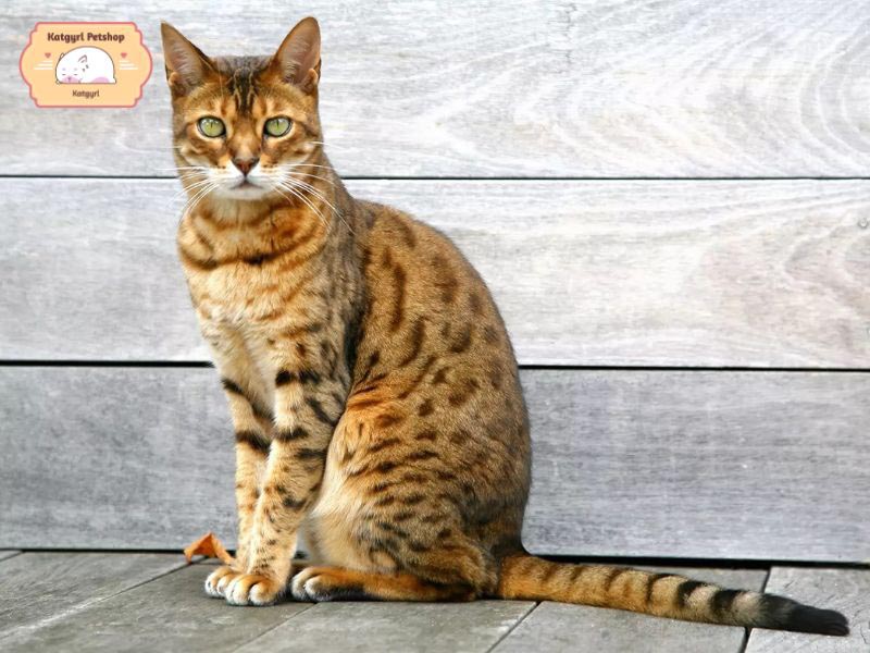 Mèo Cheetoh thân hình to lớn nhưng tính cách hòa đồng