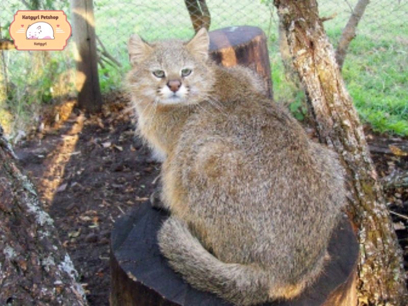 Mèo Colo Colo có khả năng ẩn mình tốt giữa rừng lá rụng.