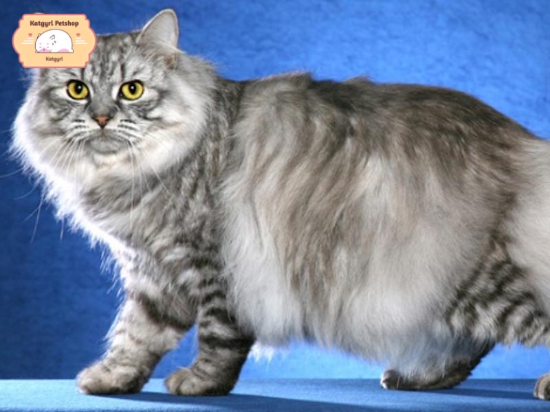 Mèo Cymric là giống mèo lông dài của mèo Manx cụt đuôi