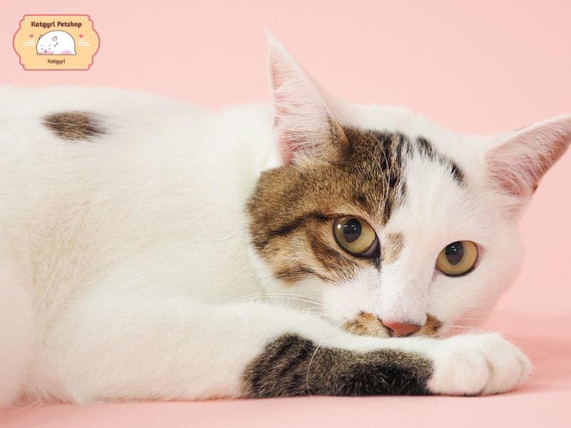 Mèo Japanese Bobtail