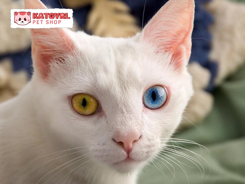 Mèo Khao Manee với đôi mắt kim cương hai màu