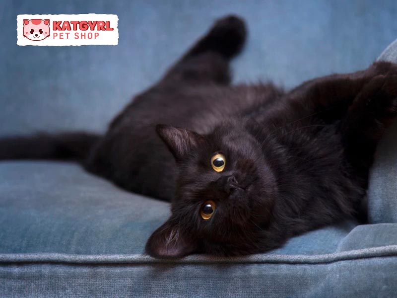 Mèo Konja với bộ lông đen tuyền óng ả