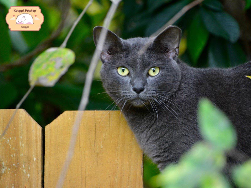 Mèo Korat có tính cách thân thiện, sống tình cảm. Tuy nhiên, với người lạ chúng thường rụt rè và cảnh giác.