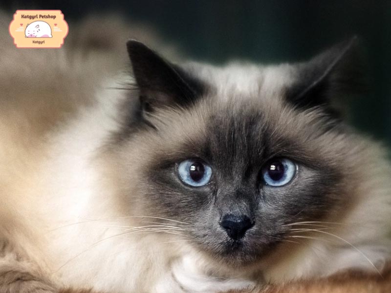 Mèo Miến Điện có tính cách hiếu động, tò mò và thông minh