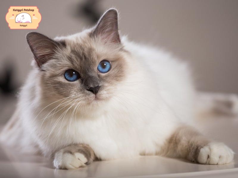 Mèo Miến Điện - một trong những những giống mèo thông minh nhất thế giới
