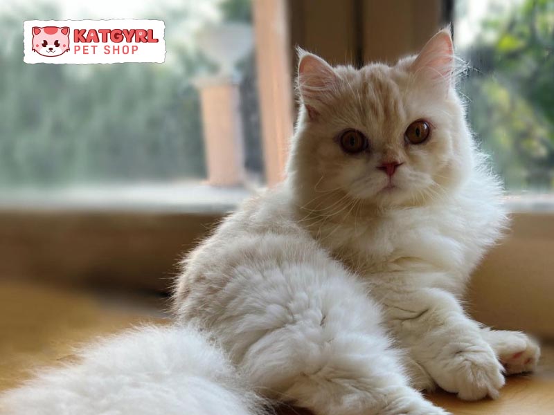 Mèo Napoleon chỉ nặng từ 2,5 - 3 kg một con