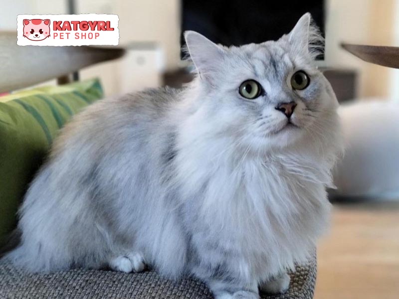Mèo Napoleon có ngoại hình nhỏ nhắn, bộ lông dày tuyệt đẹp