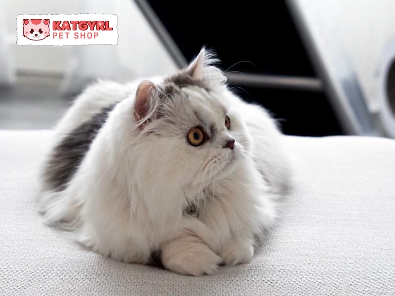 Mèo Napoleon là những bé mèo lai có ngoại hình dễ thương