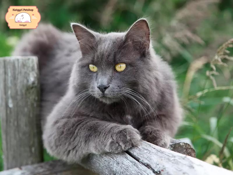 Mèo Nebelung này là giống mèo dịu dàng và có phần nhút nhát khi gặp người lạ