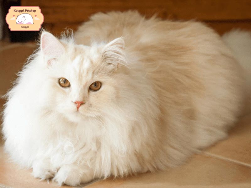 Mèo Nga lông dài là kết quả của quá trình nhân giống giữa mèo Nga lông ngắn và mèo Ba Tư