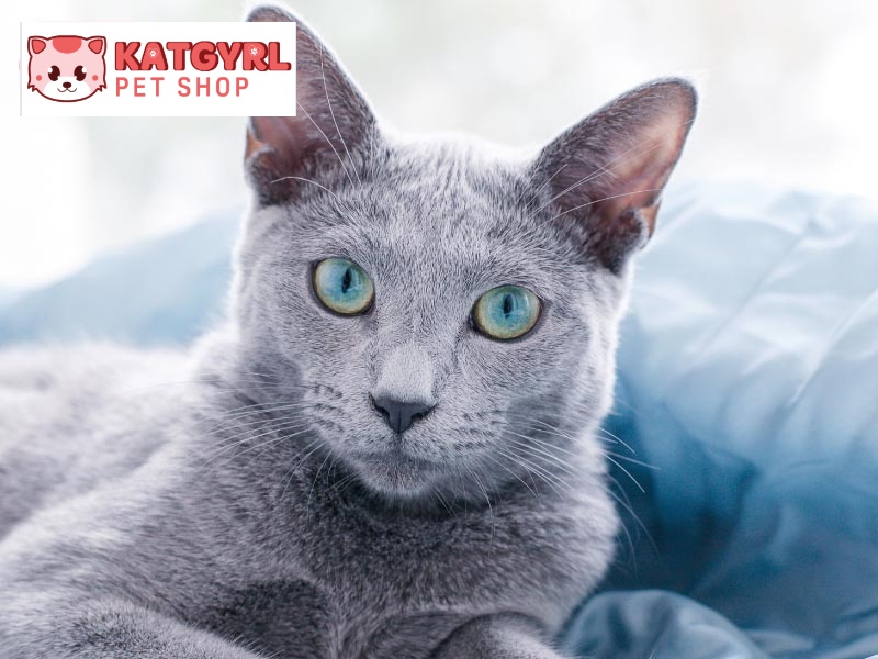 Mèo Nga mắt xanh có nhiều đặc điểm khá giống so với mèo Anh lông ngắn.