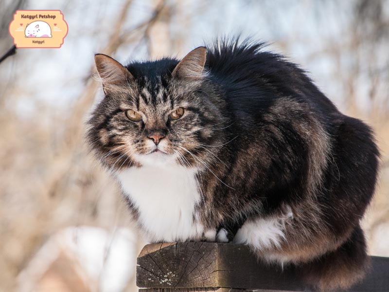 Mèo Norwegian Forest là giống mèo quý rất được những “người chơi hệ cá tính” săn đón và mong muốn sở hữu.