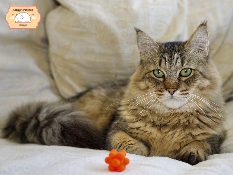 Mèo Pixie – Bob dễ thương với bộ đặc sắc quý giá