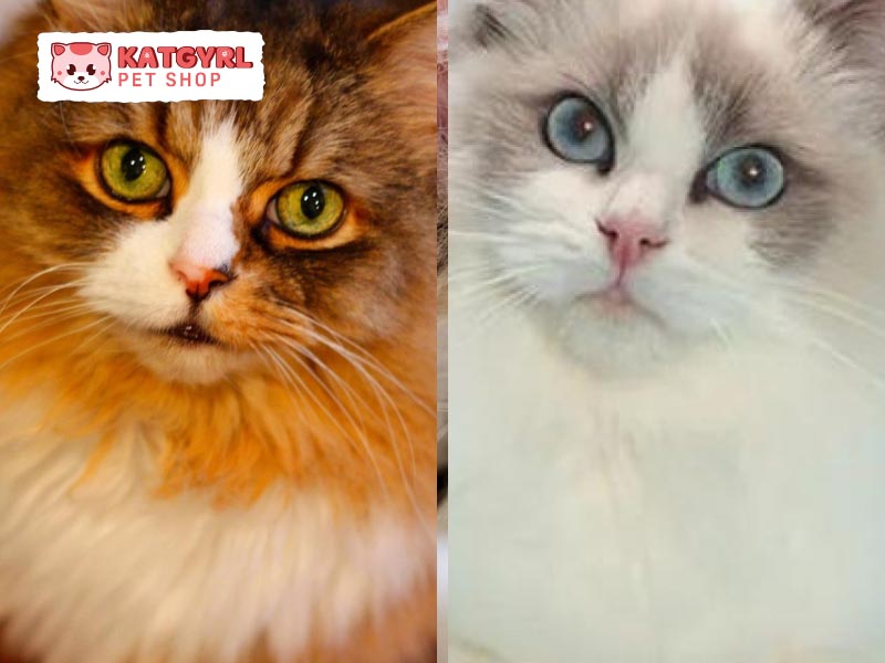 Mèo Ragamuffin và mèo Ragdoll có đôi mắt khác nhau