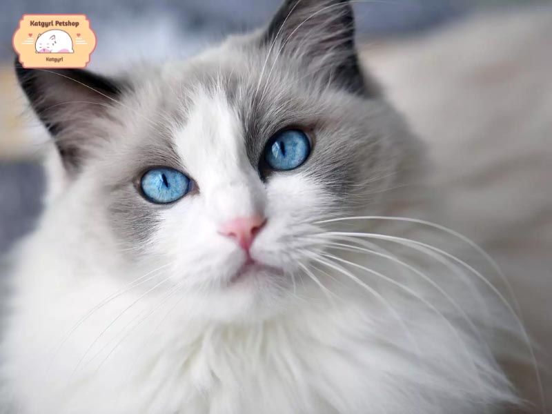 Mèo Ragdoll có đôi mắt xanh dương vô cùng quyến rũ