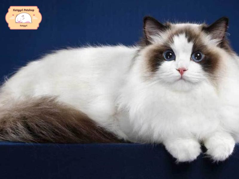 Mèo Ragdoll là một trong những giống mèo lông xù xinh đẹp nhất