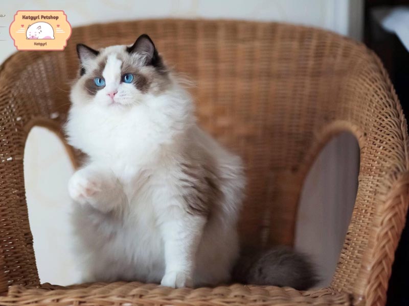 Mèo Ragdoll nổi tiếng với tính cách nhu mì, hiền lành