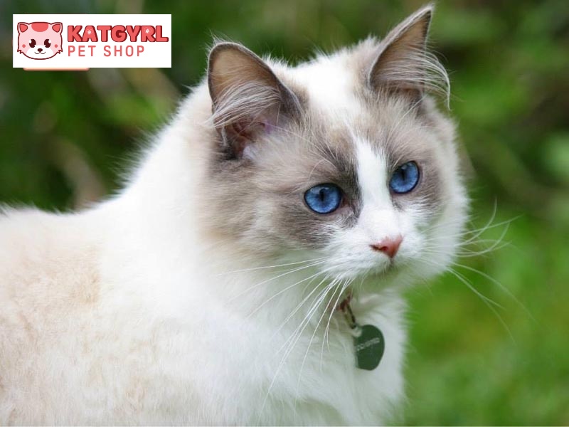Mèo Ragdoll với ngoại hình sang chảnh và thân thiện cùng đôi mắt xanh dương đặc biệt.