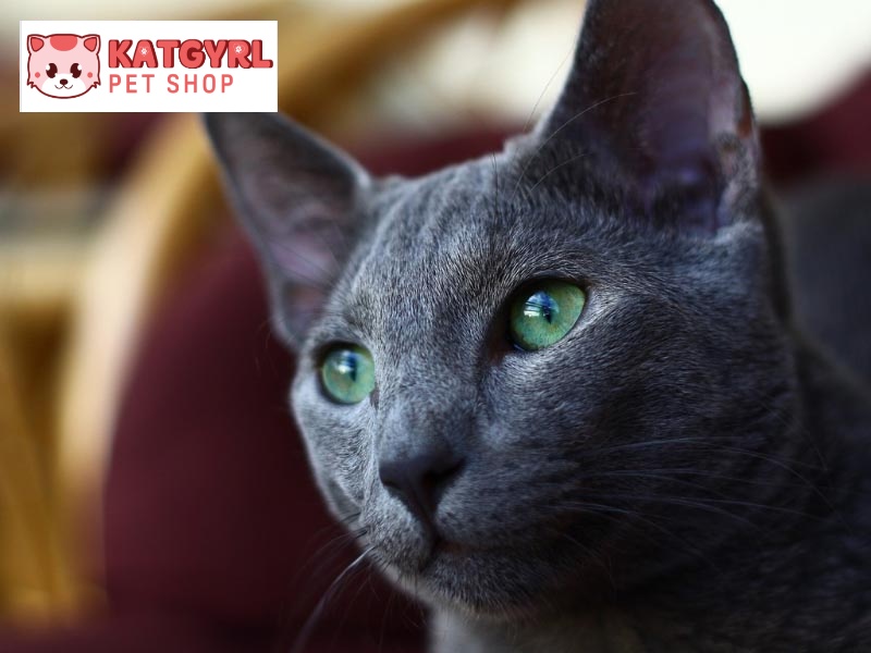 Mèo Russian Blue với đôi mắt xanh lục bảo đặc trưng.