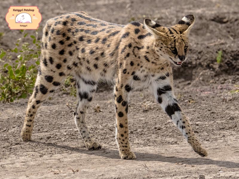 Mèo Serval có đôi chân dài nên chúng có thể chạy rất nhanh và săn mồi giỏi.