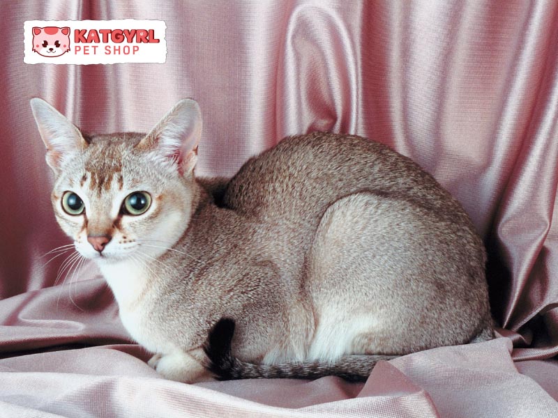 Mèo Singapura dễ nuôi và không kén chọn thức ăn