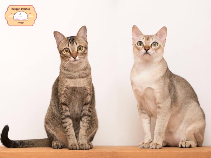 Mèo Singapura thông minh, nhanh nhẹn nên được nhiều người yêu mến