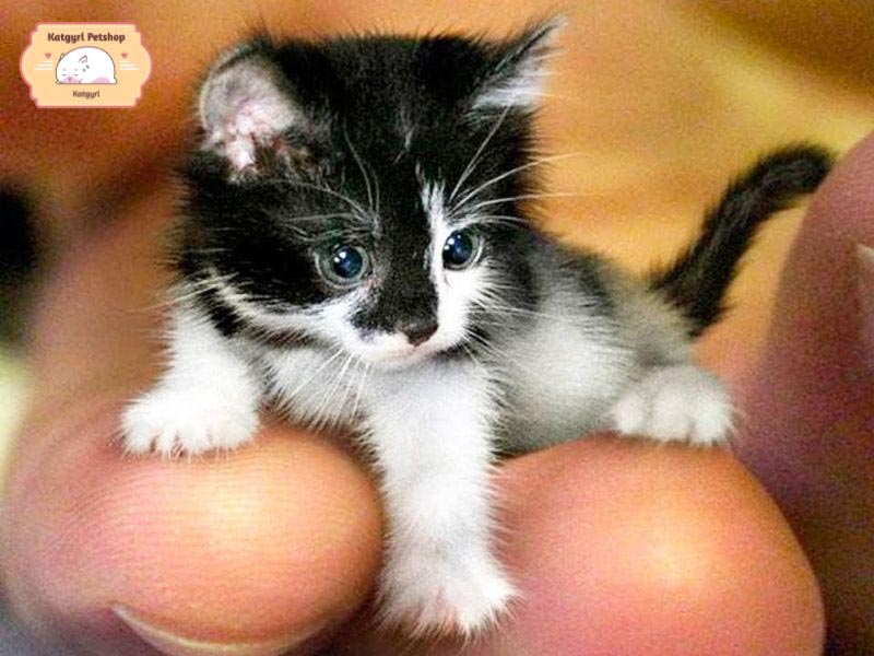 Mèo Tinker Toy là giống mèo nhỏ nhất thế giới