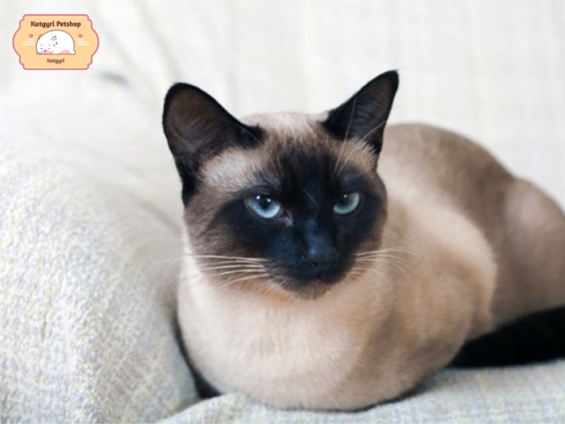 Mèo Tonkin có đôi mắt xanh đặc biệt cuốn hút