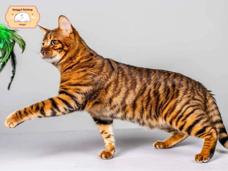 Mèo Toyer sở hữu bộ lông sọc vằn khá giống hổ con