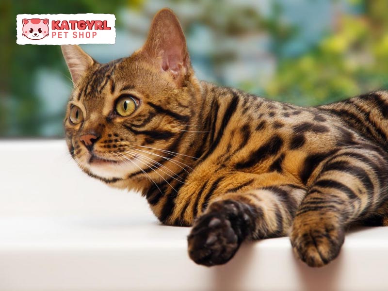 Mèo Toyger được xem là phiên bản thu nhỏ của loài hổ